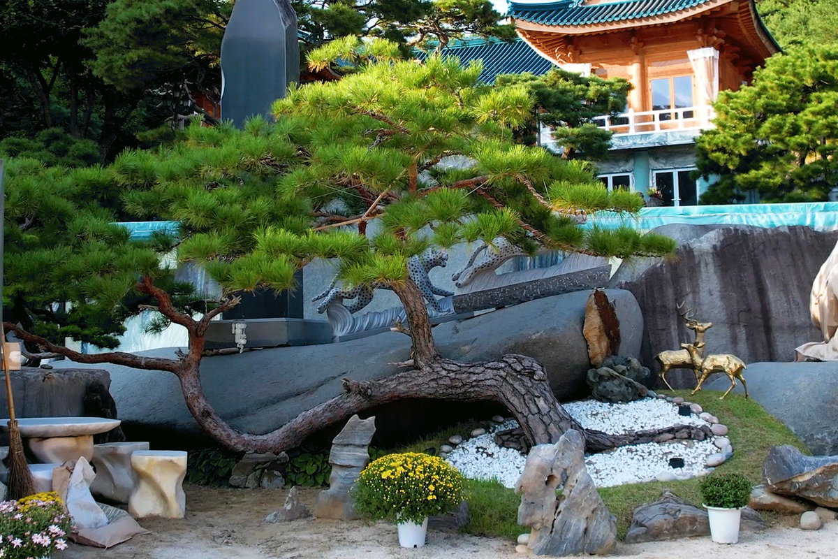 S라인 가부리 형상의 성령사연소나무 - 8가지 독특한 특징을 가진 희귀종