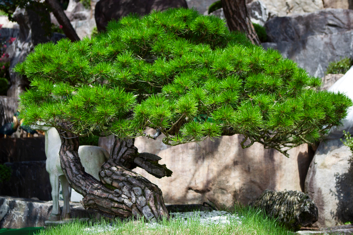 월명동 자연성전 깨닫다솔 전경 - 숨겨진 작품성을 발견한 분재 소나무