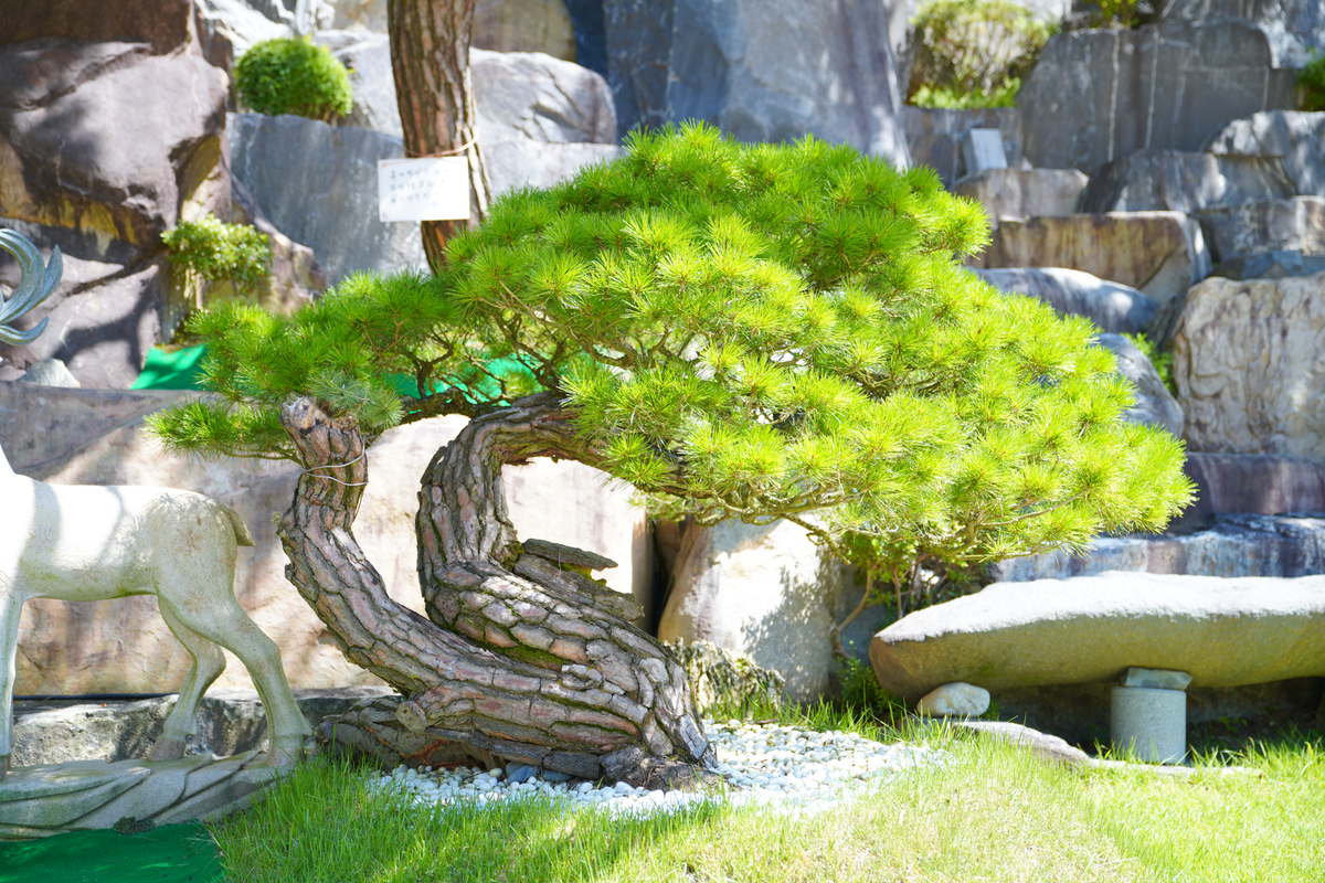 깨닫다솔에서 발견되는 피겨 스케이팅 이나바우어 동작 형상