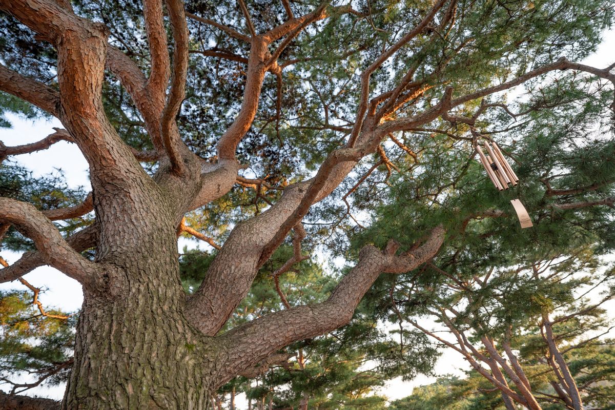 기도표적소나무 다양한 각도 3 - 산불의 흔적이 남은 나무껍질