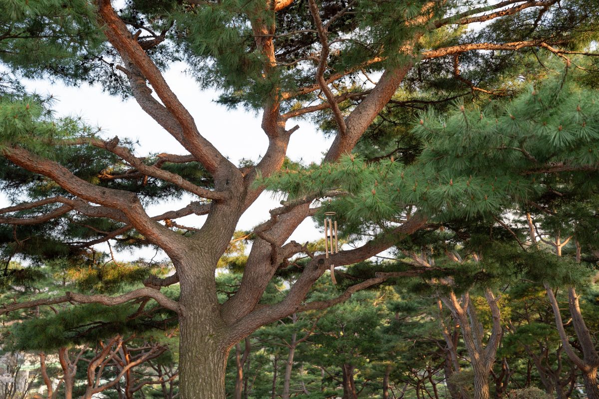기도표적소나무 다양한 각도 4 - 기도의 응답 상징 소나무