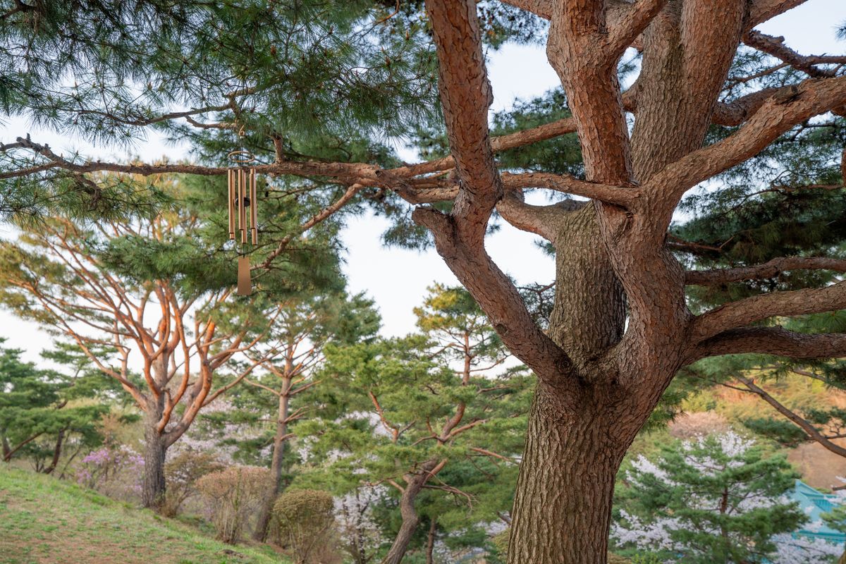 기도표적소나무 전체 모습 - 1994년 산불에도 살아남은 기도동산의 소나무