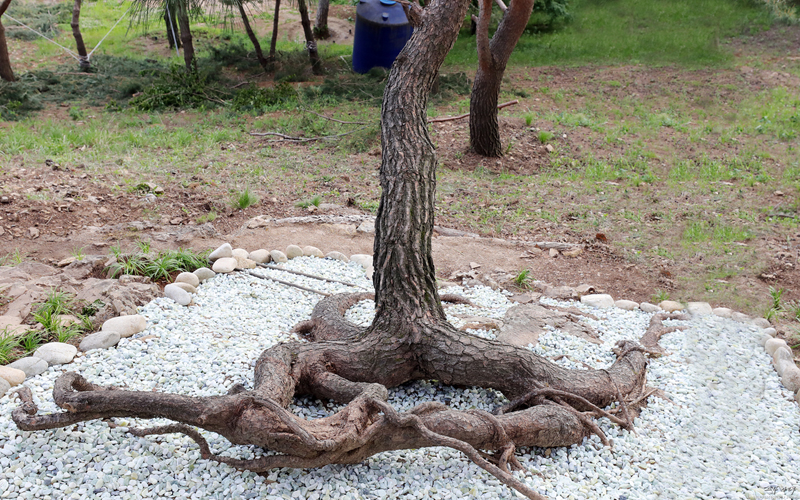 뿌리왕솔 전체 모습 - 거대한 뿌리가 바위 위로 드러난 월명동 명물 소나무