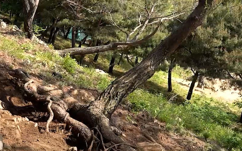 뿌리왕솔 뿌리 클로즈업 - 50여 갈래로 뻗은 거대한 뿌리의 상세 모습