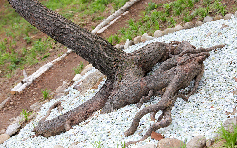 뿌리왕솔 측면 모습 - 자연이 빚어낸 걸작 소나무의 거대한 뿌리