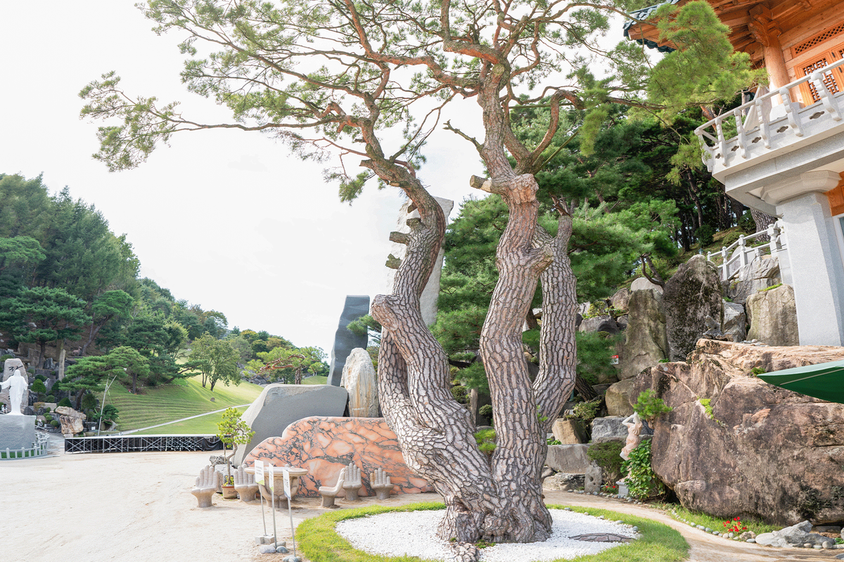 상징솔 갤러리 - 월명동에 정착한 600년 소나무의 모습 4