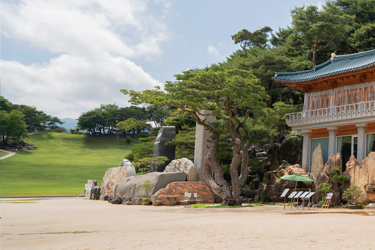 상징솔 갤러리 - 월명동에 정착한 600년 소나무의 모습 3