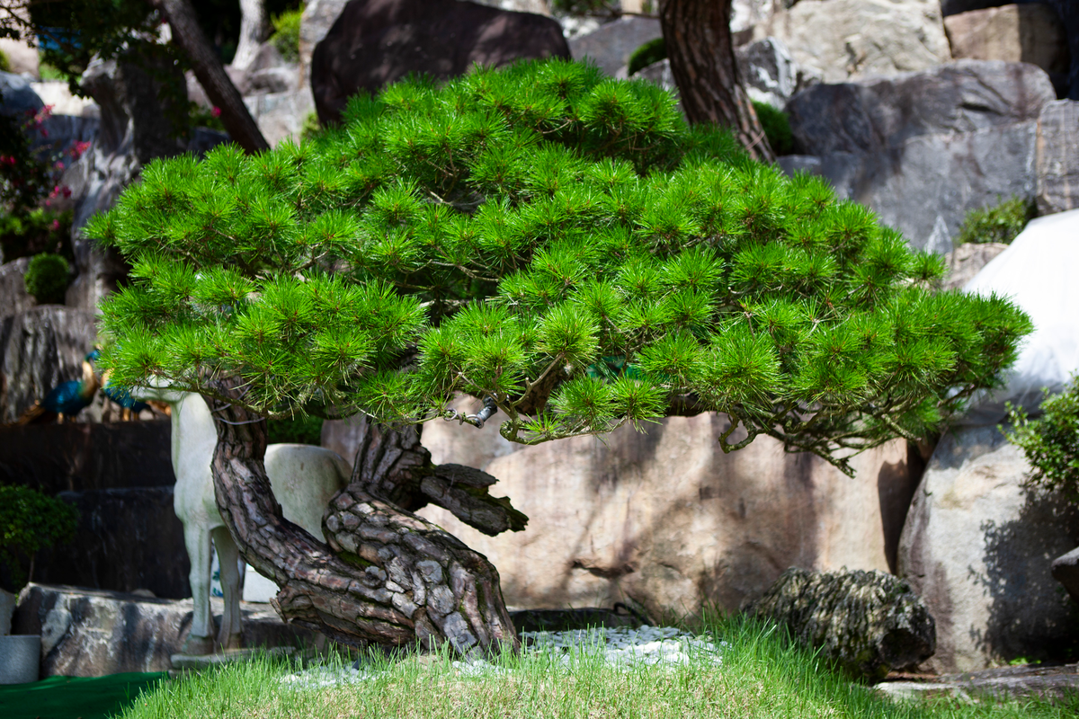 기울어진 모습 속 깨달음을 전하는 월명동 자연성전 작품 소나무 깨닫다솔