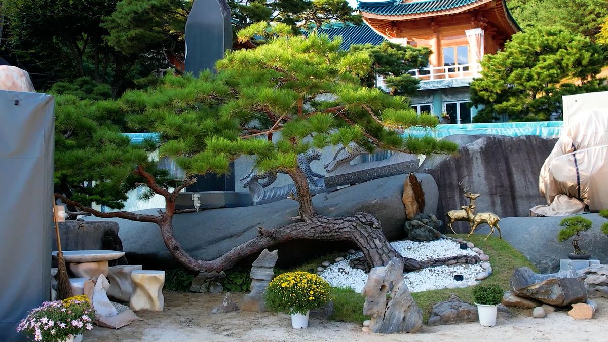 암반 위에서 자란 월명동 자연성전 작품 소나무 성령사연소나무