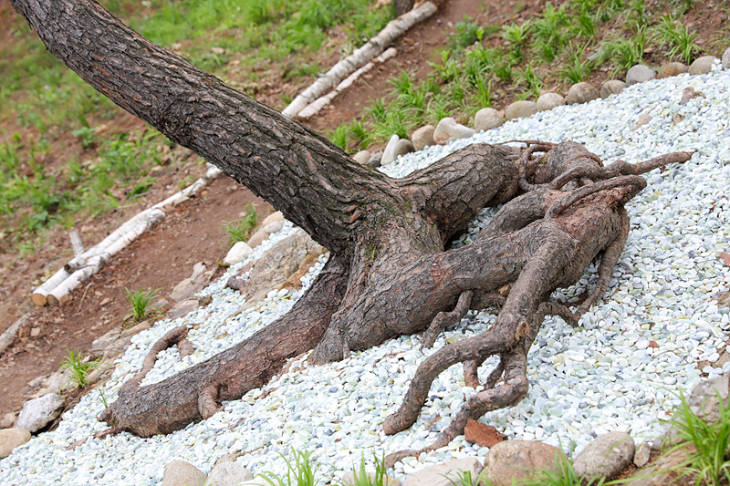 월명동 자연성전 희귀종 소나무 전경 - 성령사연소나무와 함께하는 풍경